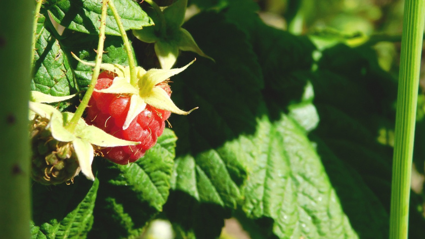    Фото Вячеслава Вольгина