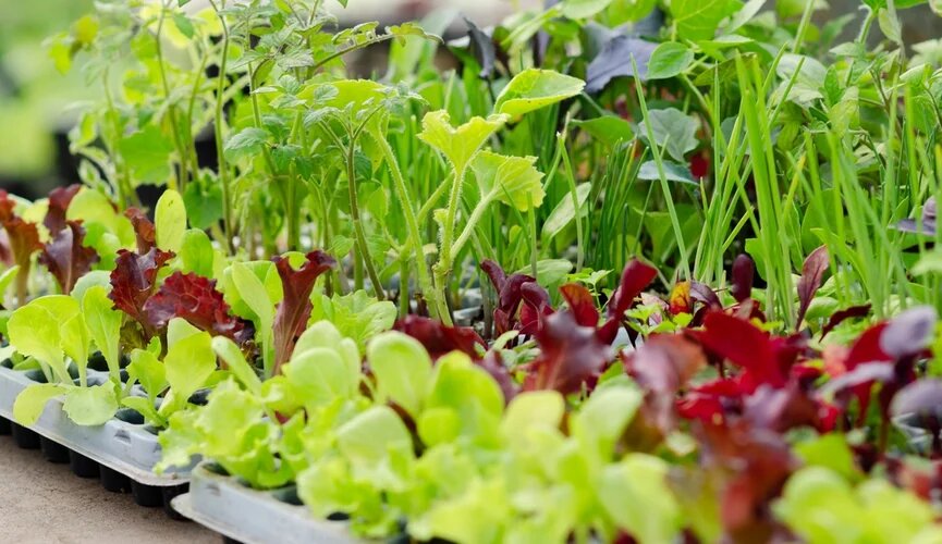 Фото: Shutterstock/FOTODOM/ Cecilia Di Dio