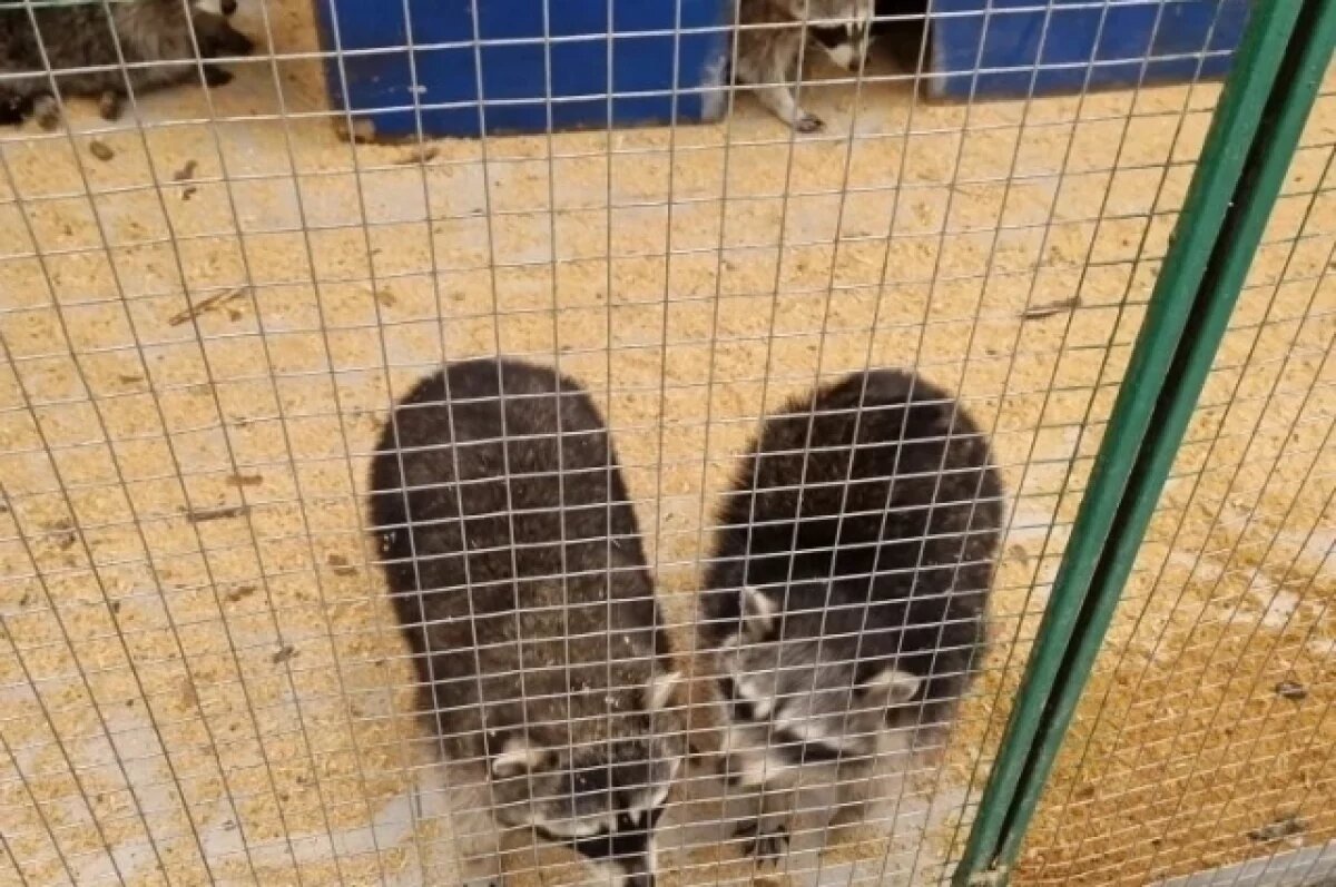    Выявлены факты использования животных в культурно-зрелищных целях без лицензии.