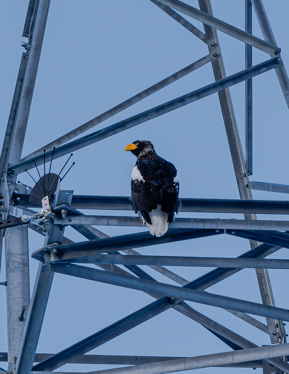Белоплечий орлан - самая крупная птица в нашем регионе
