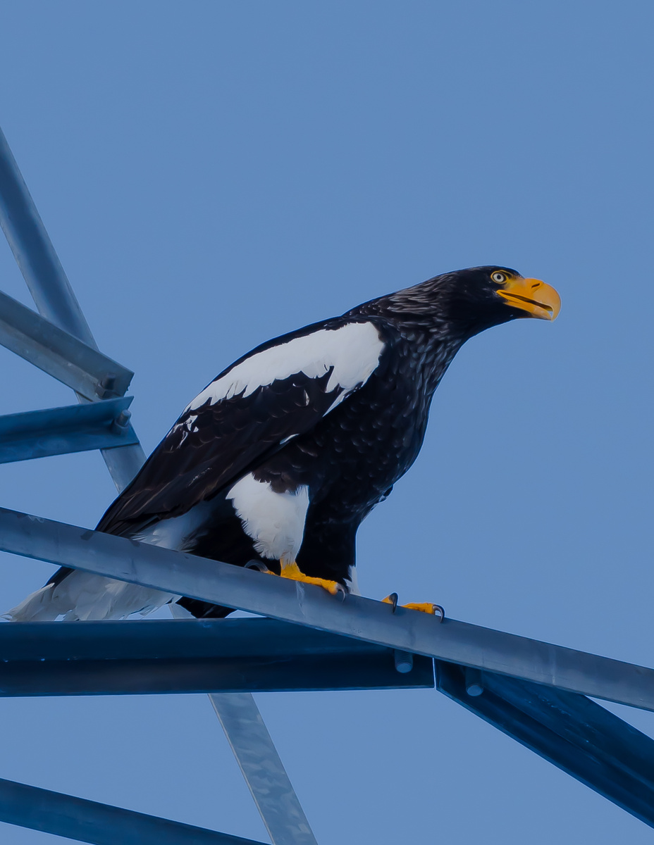 Длиннофокусный объектив Sony E 70-350 mm/F 4.5-6.3 G OSS позволил снять птицу во всей её красоте