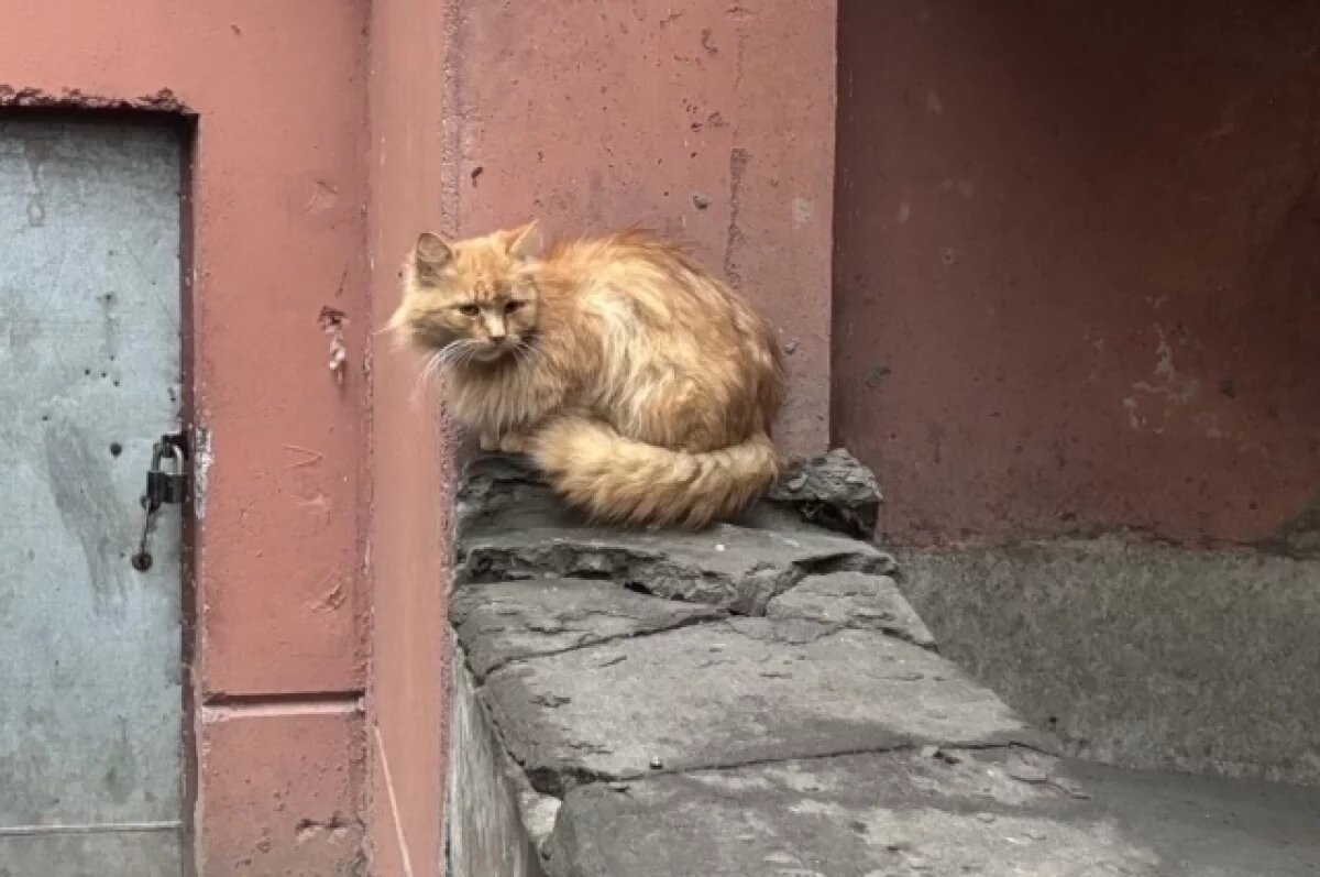    Томичи показали фотографии мартовских котиков