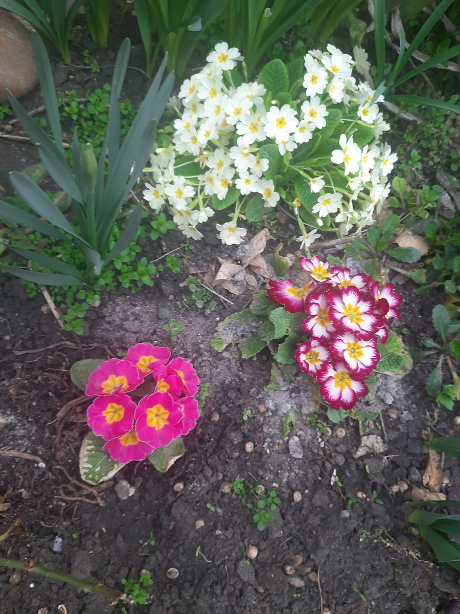 Из сада, март 2026