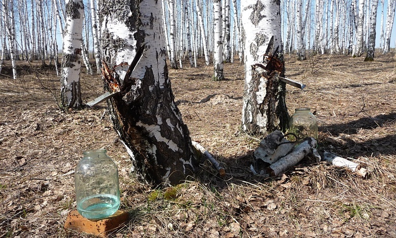 Когда и как собирать березовый сок?