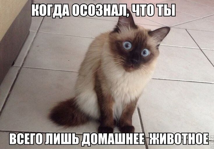 Смешные мемы для отличного настроения