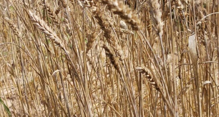    Фото: Лукьянов Дмитрий, AgroXXI.ru