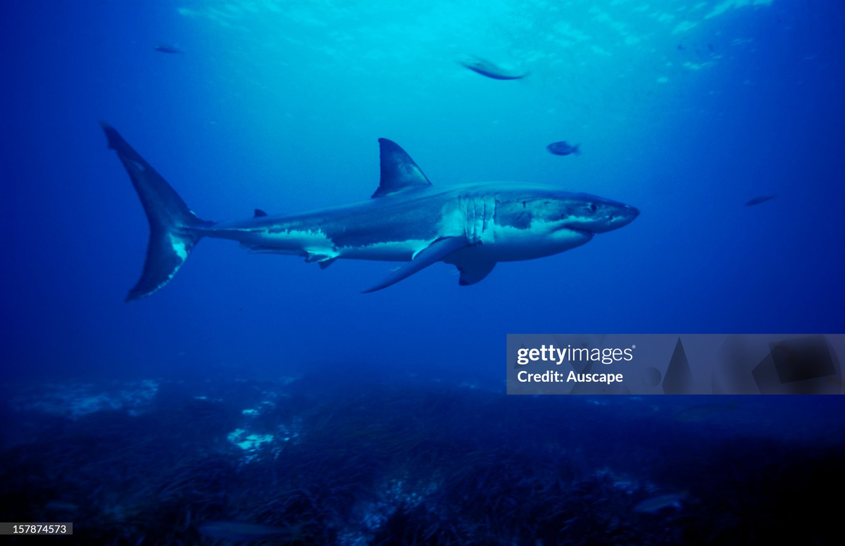 Большая белая акула. Все изображения принадлежат их авторам, и приведены в ознакомительных целях.