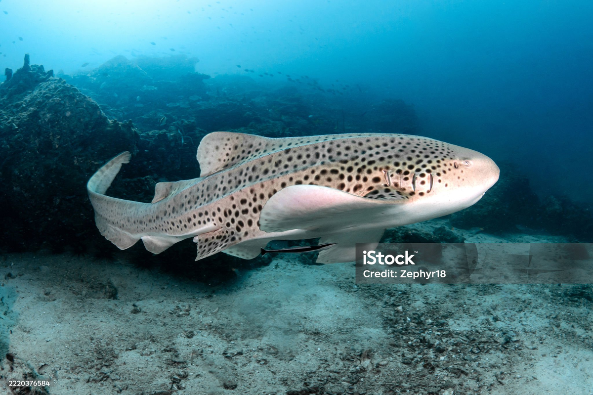 А вот это зебровая акула (хотя по мне она больше акула-далматинец), она может отдыхать, т.к. у неё другая система дыхания. Акула всасывает воду ртом, затем сжимает глотку – и вода выталкивается через жабры. Поэтому зебровая акула может отдыхать на дне. Все изображения принадлежат их авторам, и приведены в ознакомительных целях.