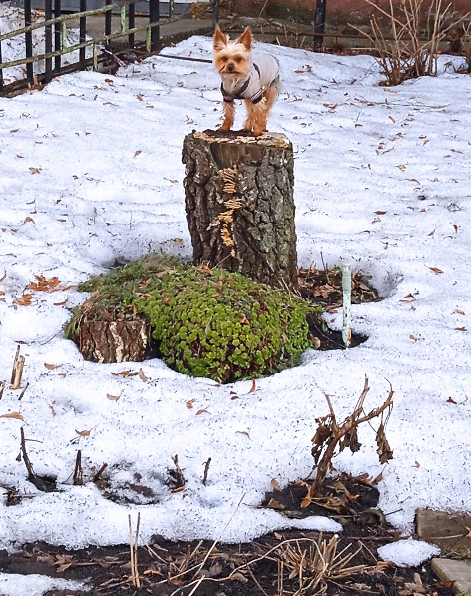 Во дворах сейчас и снег (теневая сторона) и цветут первые весенние цветочки (солнечная сторона)