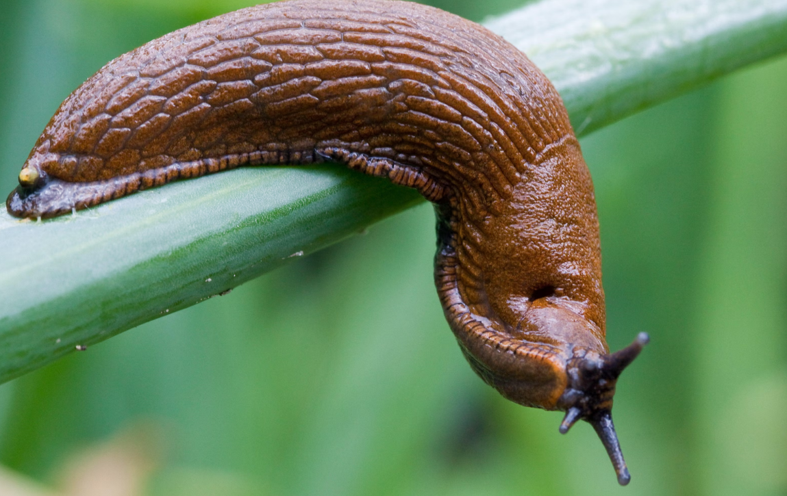    Фото: The Guardian