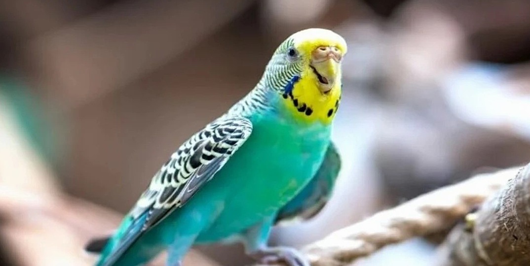 «Секретный язык» волнистика, и что он хочет вам сказать