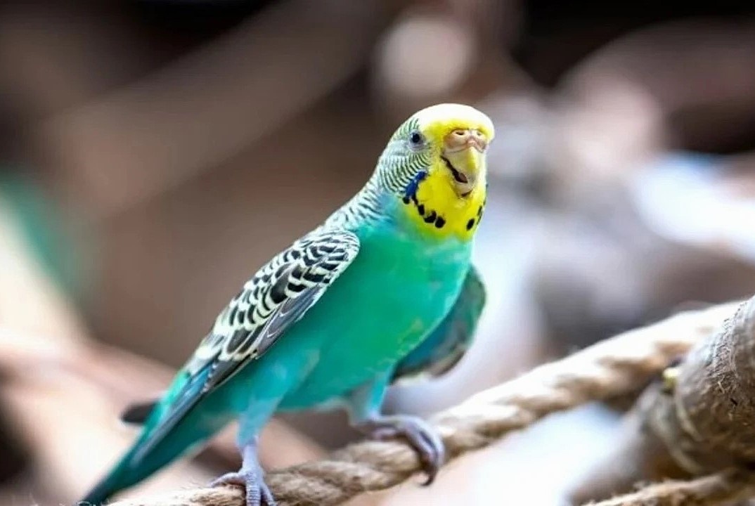 Совершенно счастливая "утренняя песенка" попугайчика!