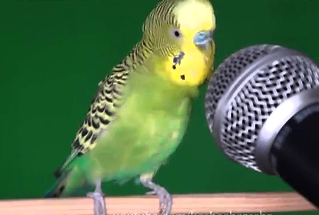 Каждый волнистик может вдруг ощутить себя артистом!