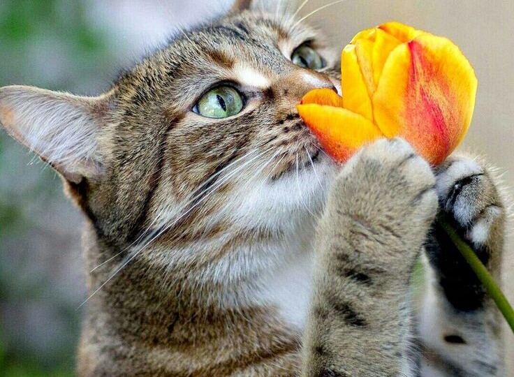 Рак языка 4ой степени и Я. Часть 334. Заливка, анализы, планы. Рутина.