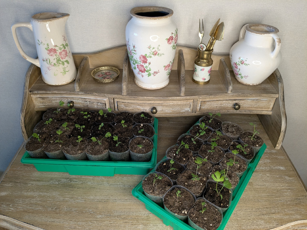 В каждом поддоне есть по одному пустому стакану