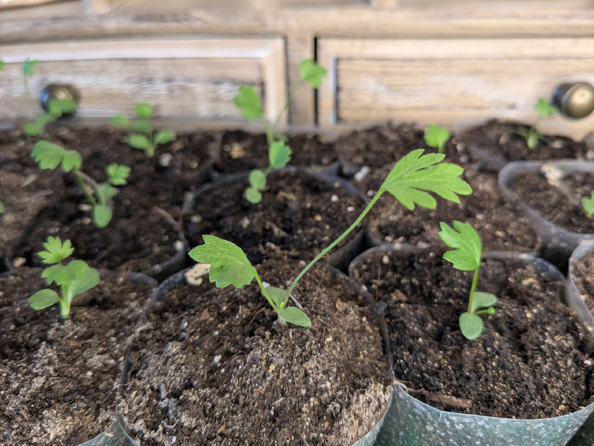 Уверенные два листа