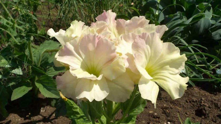    Создано нейросетями