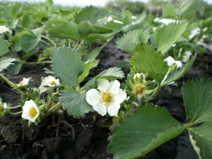 Про клубнику: главная подкормка до цветения - агроном научил. 5 атлантов: цветоносы растут как грибы после дождя, от завязи в глазах пестрит