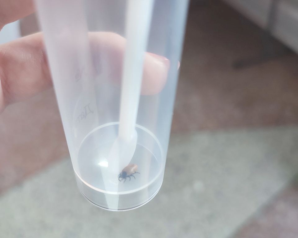    © Алёна Бронникова