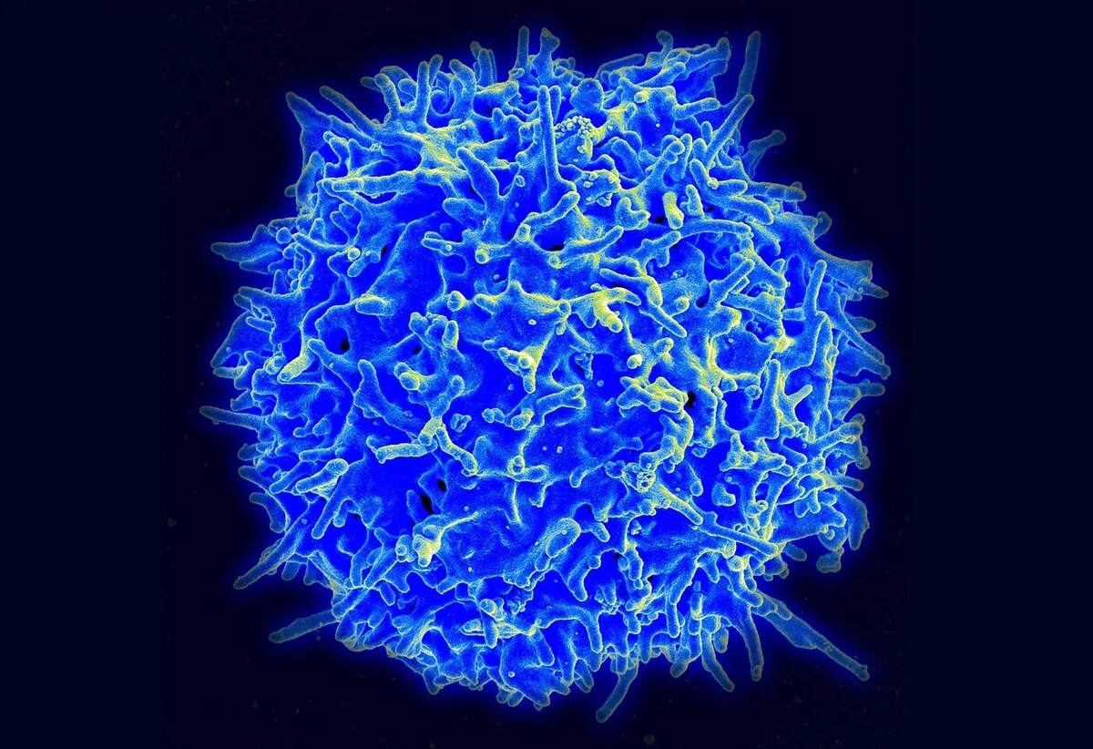    Источник: naked-science.ru Дмитрий Костин