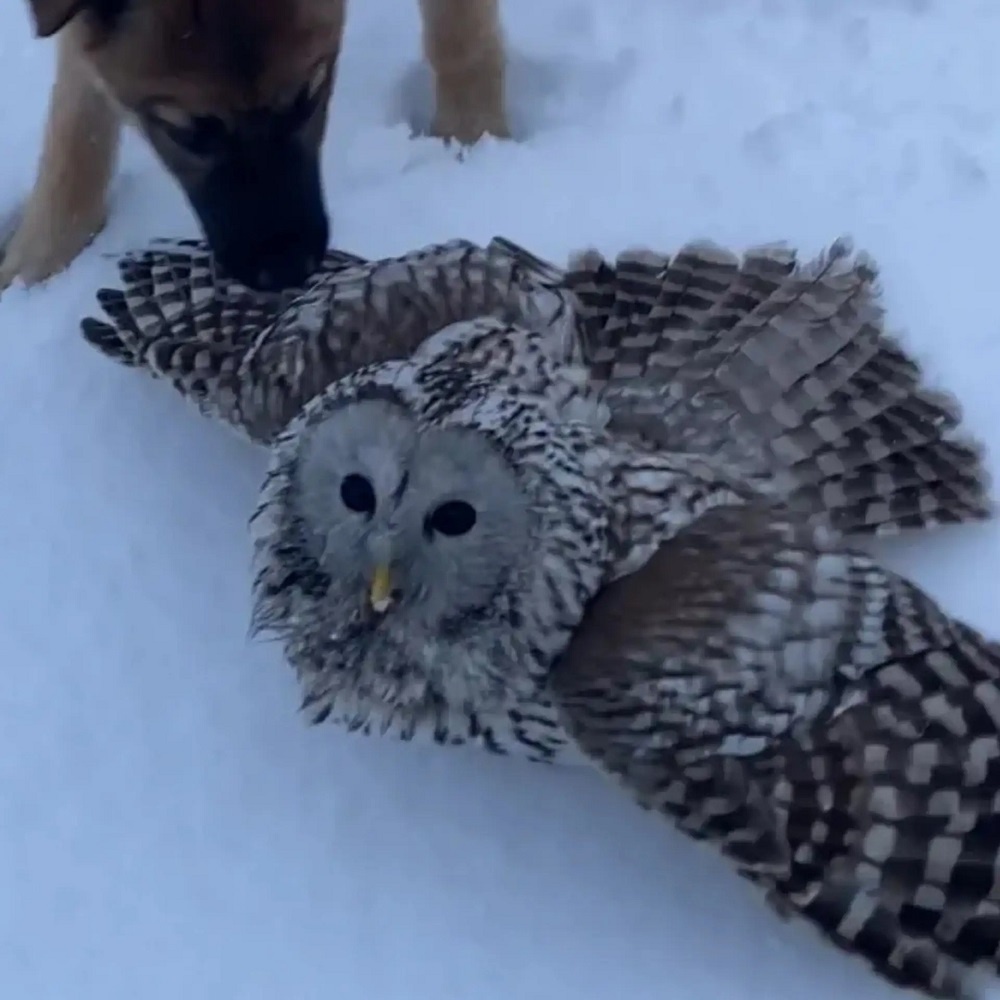    Фотография пресс-службы администрации Искитимского района