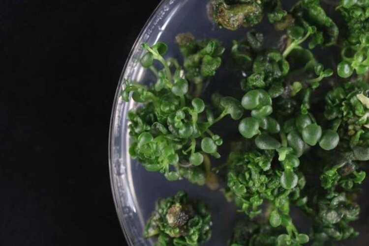 Регенерация Kalanchoë laxiflora в культуре тканей. Этот метод был разработан для генетической модификации данного модельного суккулента в исследовательских целях. Автор фото: Хайке Линднер.📷    Суккуленты предоставят засухоустойчивым культурам свой уникальный инструмент выживания
