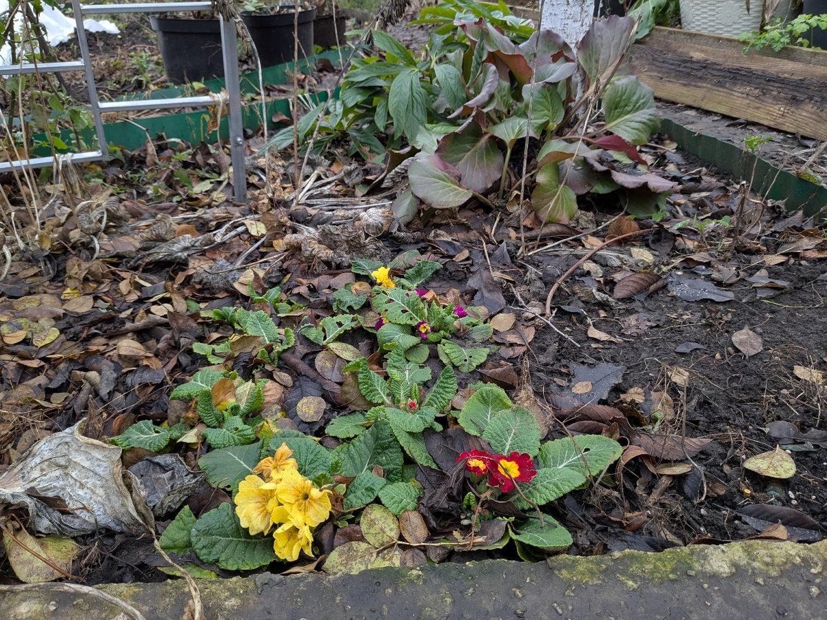 Примулы 8 декабря 2025 года