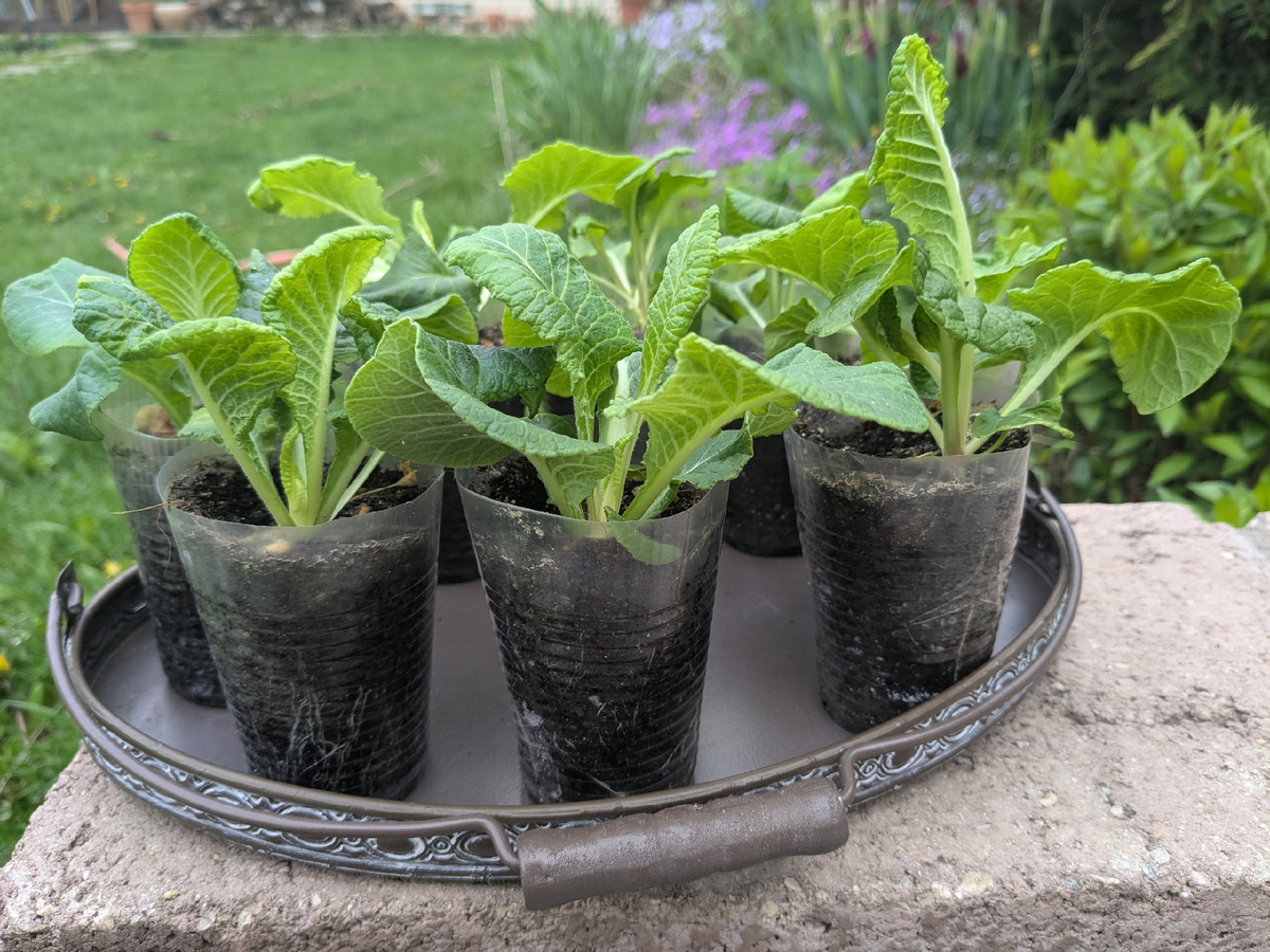 Восемь сеянцев своими руками