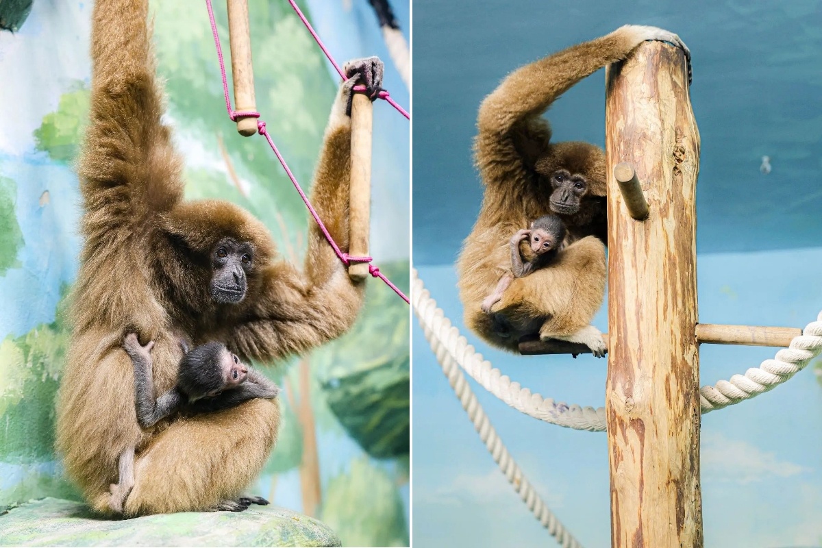    Фото: пресс-служба зоопарка Екатеринбурга.