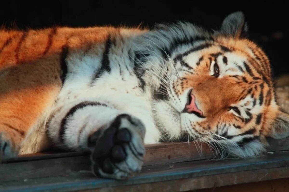    В Калининградском зоопарке планируют вернуть тигров