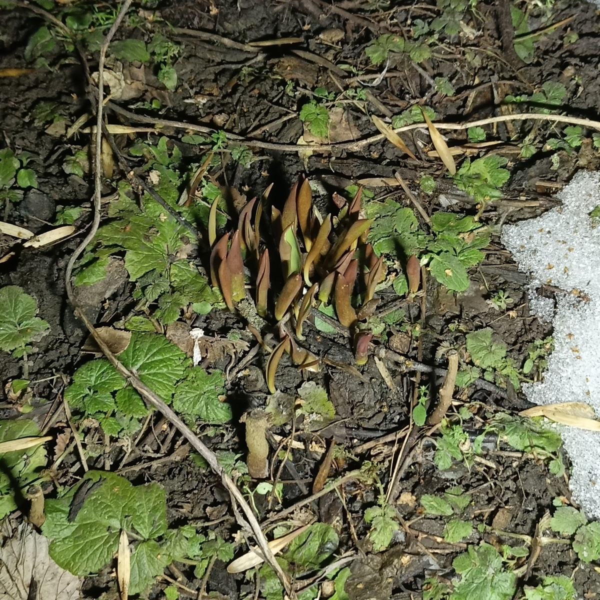 Ночной поход на участок для покормить птичек и на разведку, сколько сугробов еще осталось 