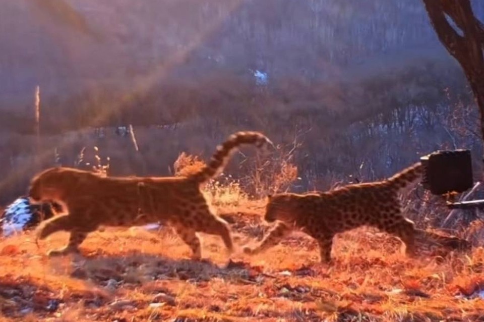    Пятнистая мама наблюдает за своими детенышами, пока те активно играют. Фото: Сергей Горшков, «Земля леопарда»