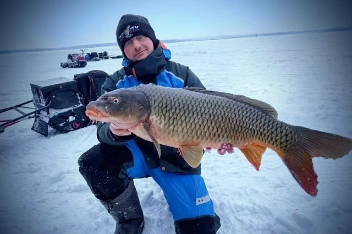    Новосибирец поймал огромного сазана весом 8,5 килограммов