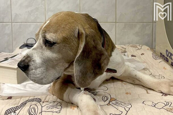 ГБУ «Мосветобъединение»   📷