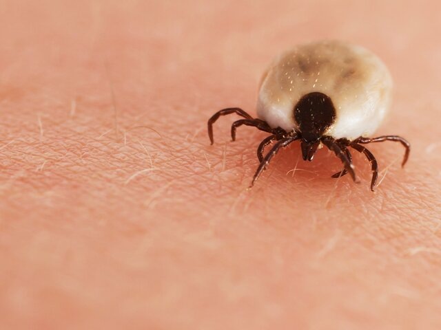    Фото: depositphotos/sasel77​