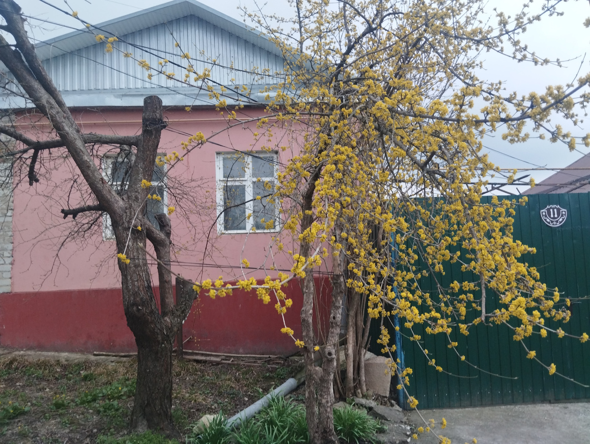 Идиллия цветов и красок