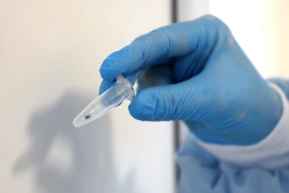    Клещи не могут лазать по деревьям и прыгать