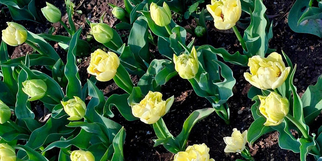 Глава 1651. Все прошло удачно