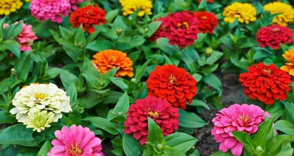 Цинния - самая полная агротехника ухода