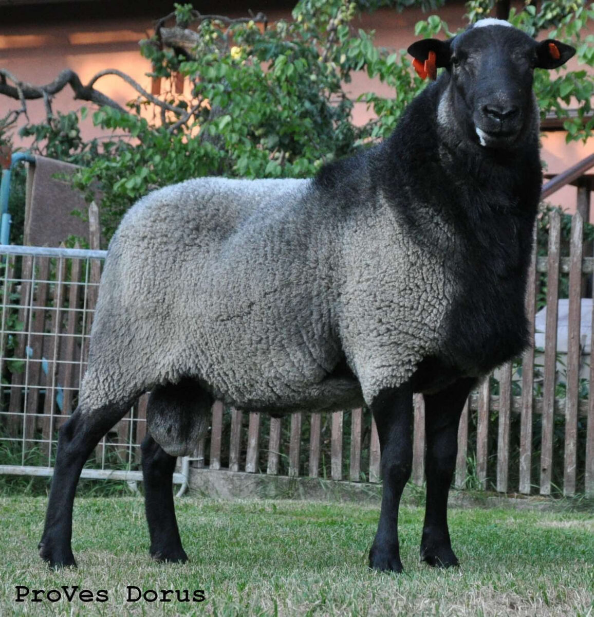 *Повысьте рентабельность мясного бизнеса за счет введения высоко-продуктивного мясного типа Романовской породы  