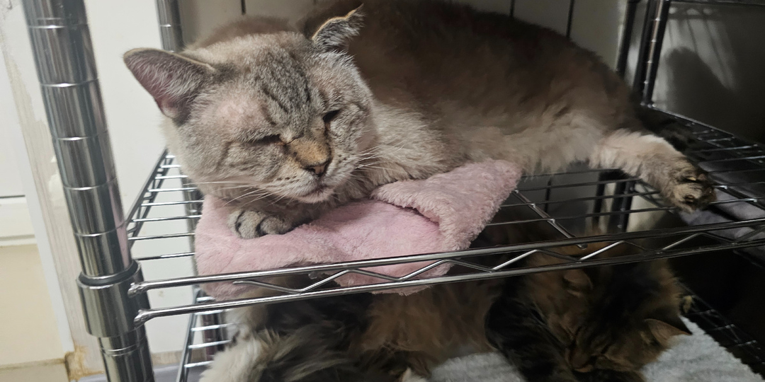 Приют кошек погибает без еды и лекарств! СОС! СОС! СОС!!!