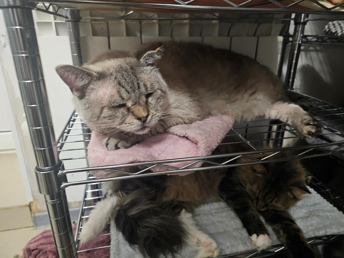 Старичок Мотя