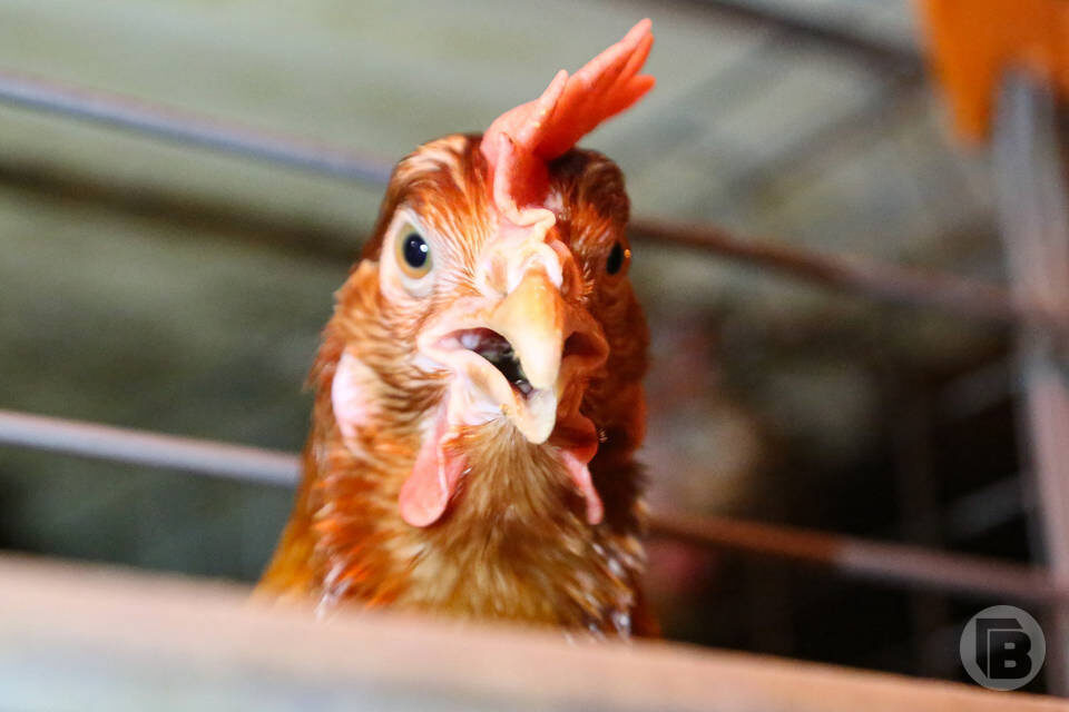    фото: Дмитрий Рогулин / "Городские вести"