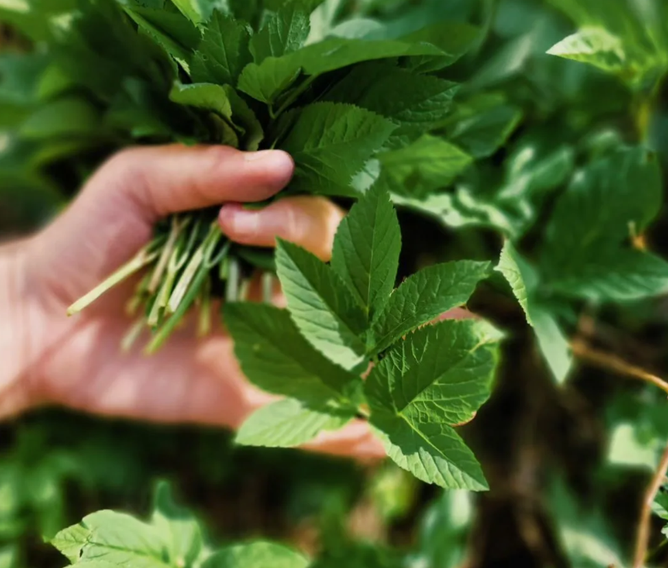 сныть, как сорняк