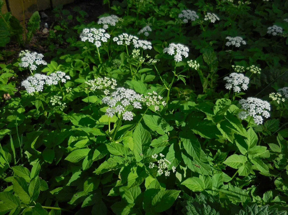 польза сныти