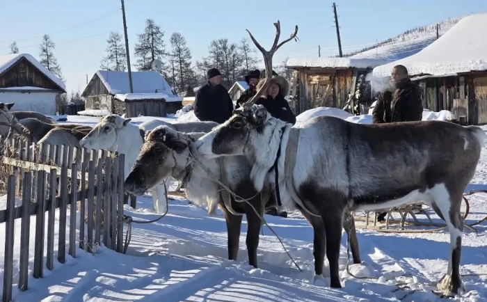 Олени ещё не знают, что им предстоит долгий переход по тундре / фото: канал Владислав Кузнецов в Мах