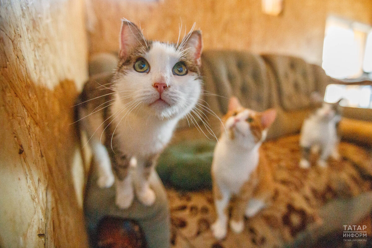 Фото: © Владимир Васильев / «Татар-информ»