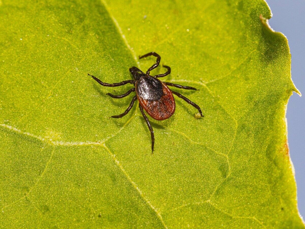    Клещ | © Pixabay / Erik_Karits