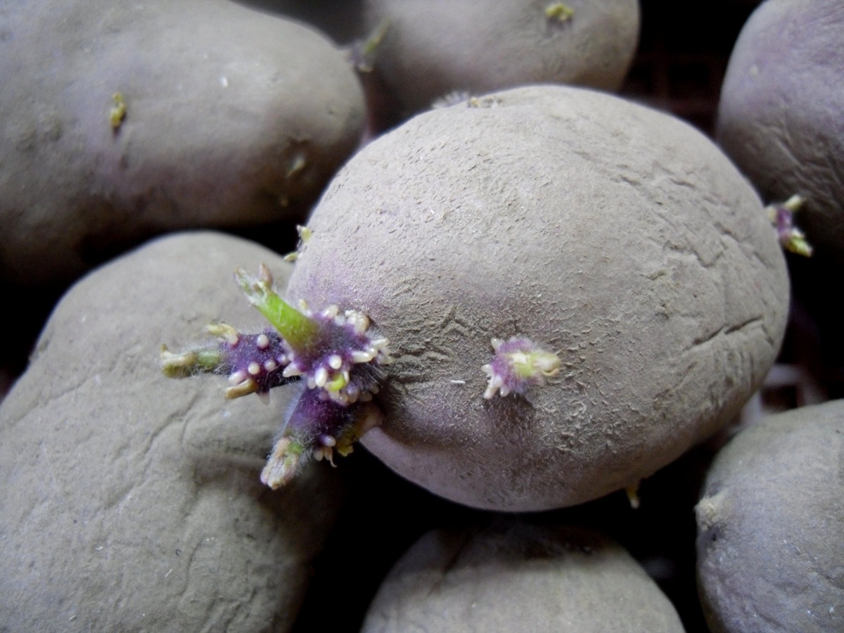    Клубни картофеля нужно своевременно готовить к посадке. Фото автора