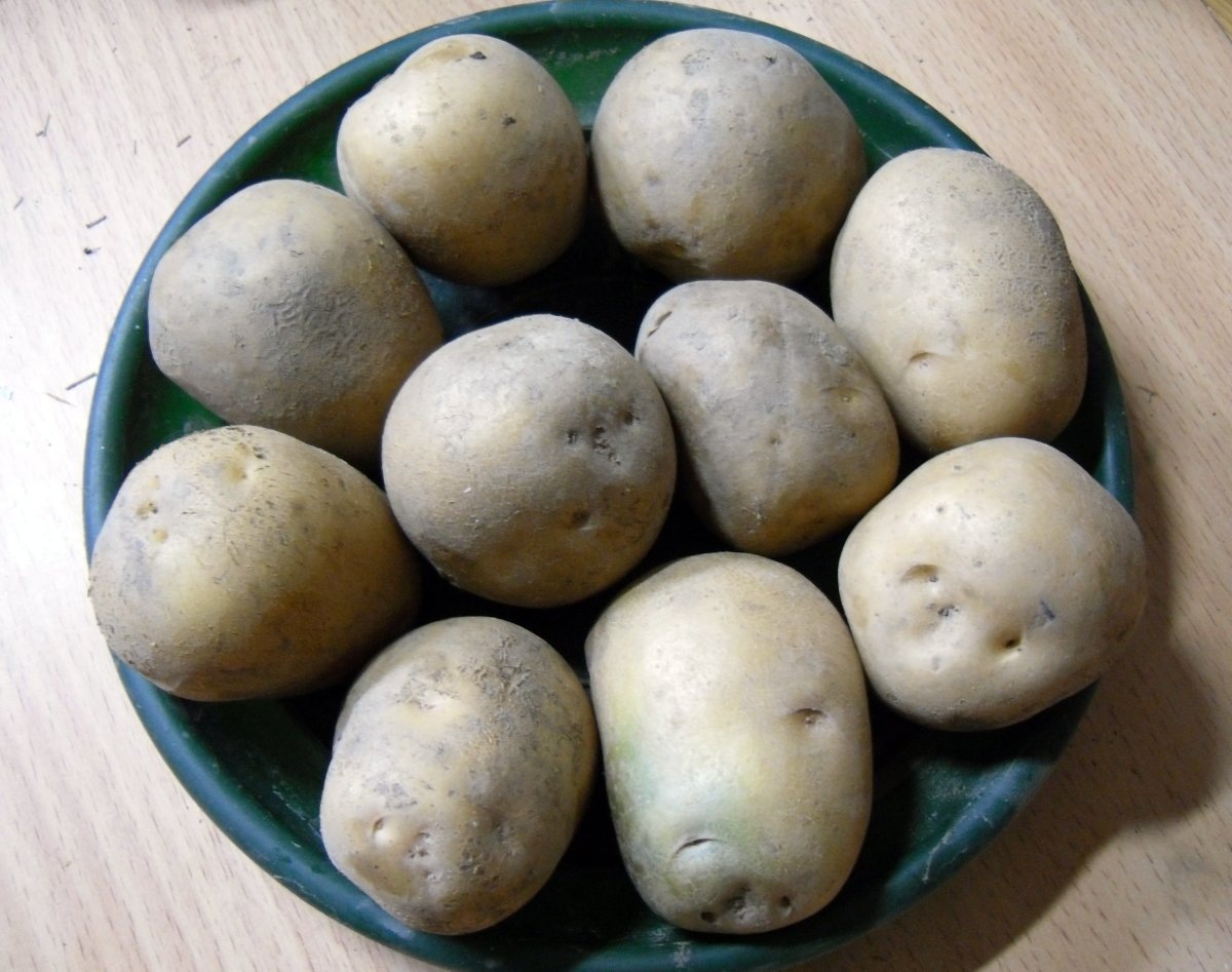    Потребуется около месяца, чтобы подготовить клубни к посадке. Фото